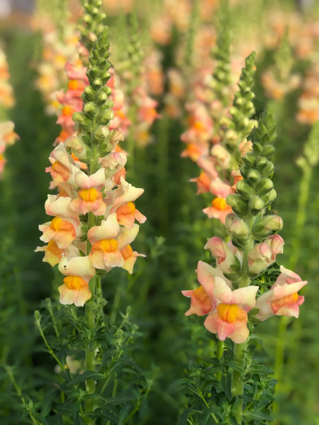 Costa Mix – Snapdragon Seed