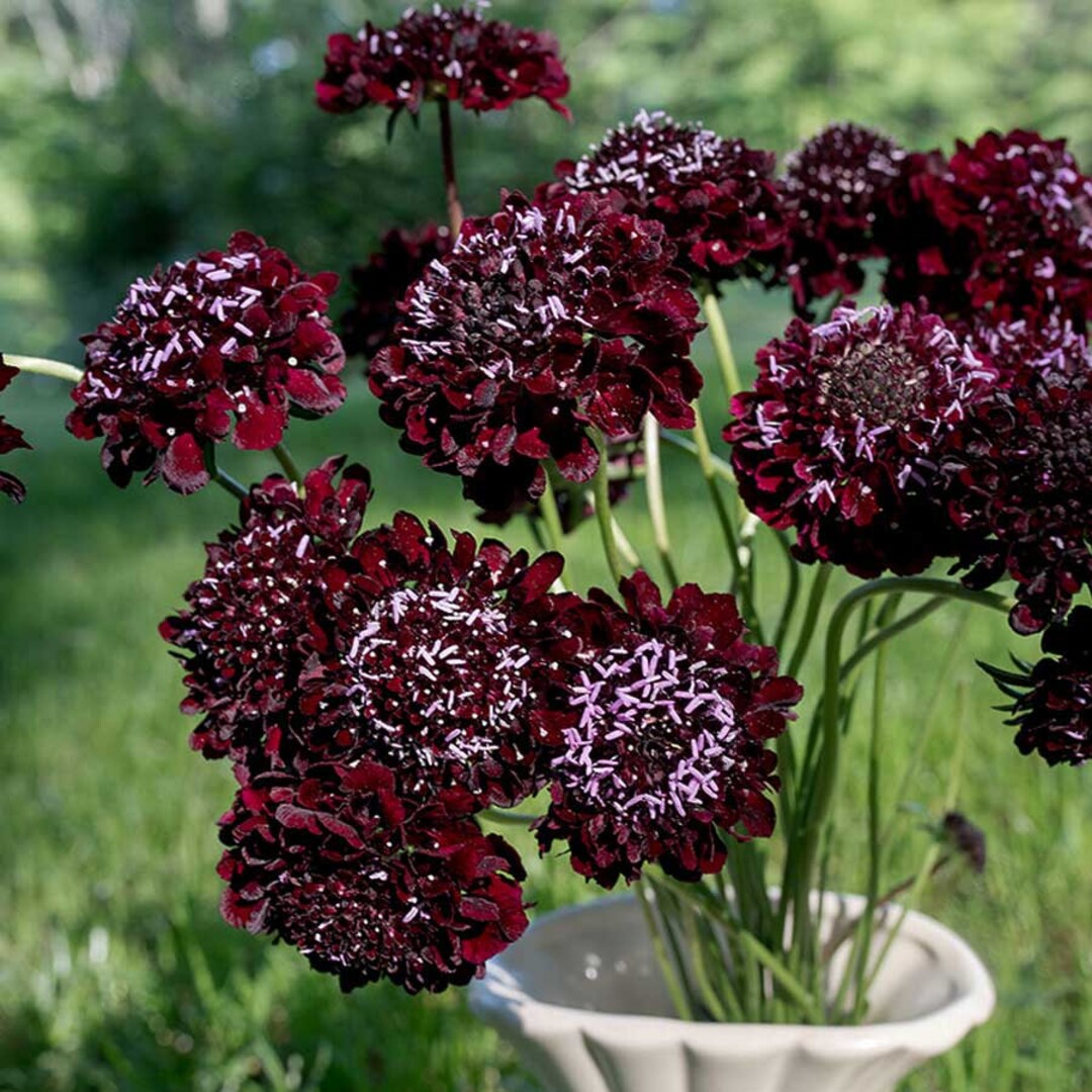 Black Knight – Scabiosa Seed