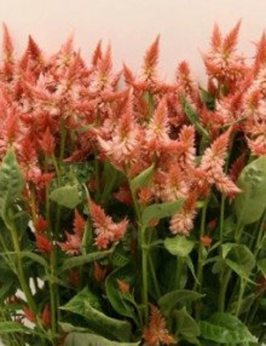 Celway? Terracotta – Film-Coated Celosia Seed