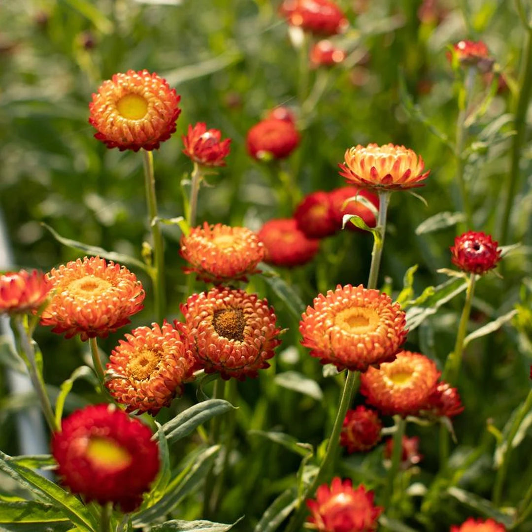 Copper Red – Strawflower Seed