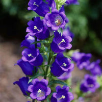 Champion Blue – Campanula Seed