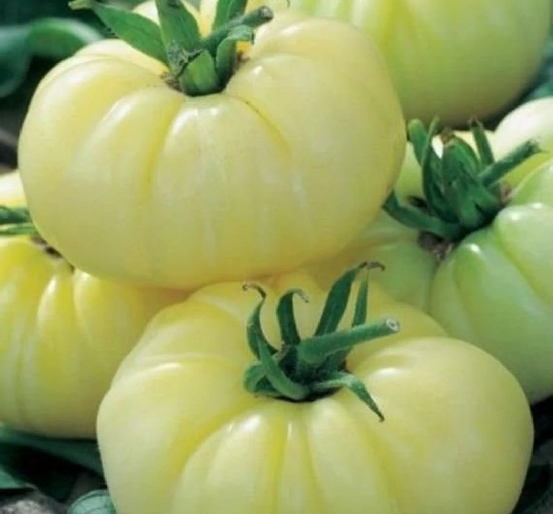 Tomato- White Beauty