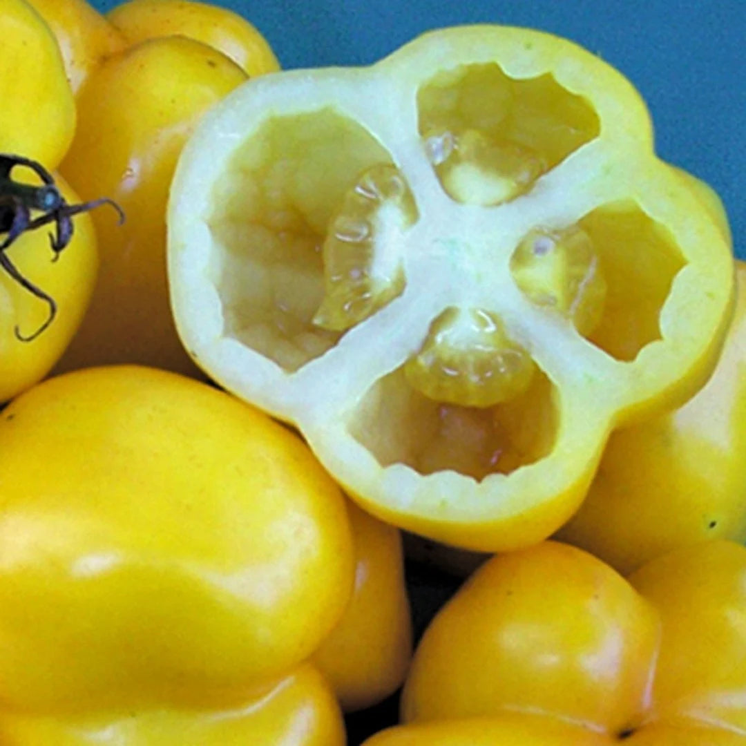 Tomato- Yellow Stuffer