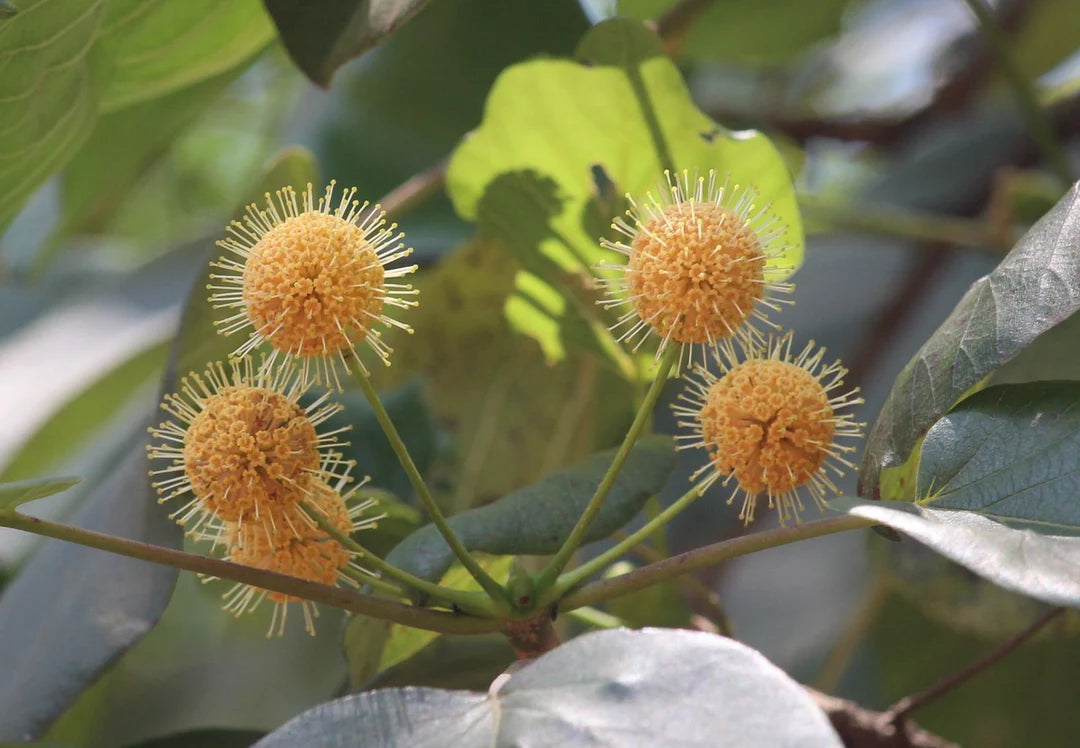 Adina Cordifolia Tree Seeds