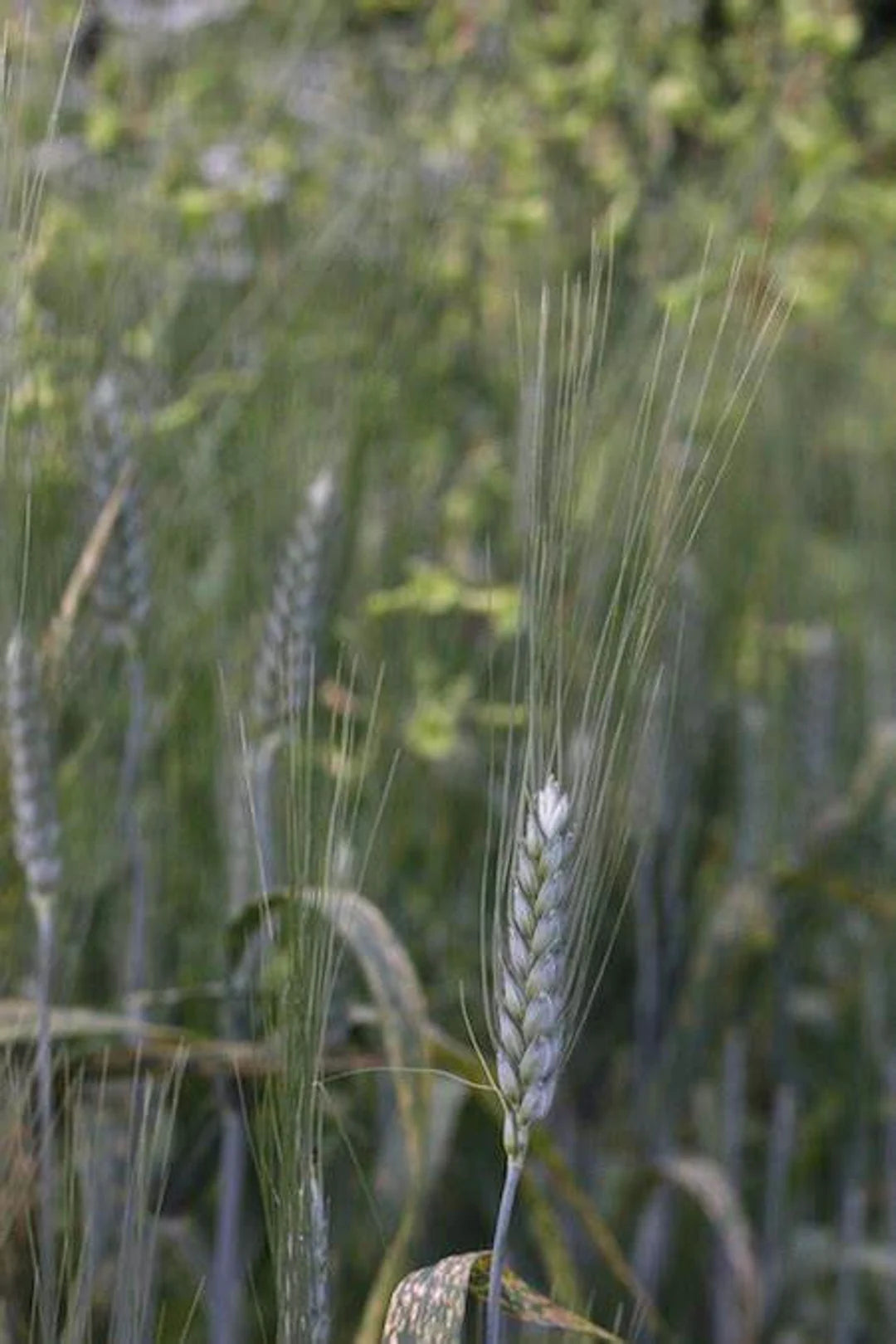 Black Tip Wheat – Ornamental Grass Seed