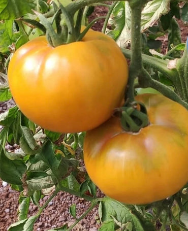 Tomato- Jubilee Yellow