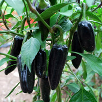 Chilli- Hungarian Black