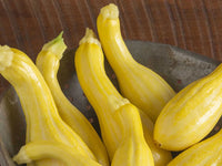 Tempest – Organic Yellow Summer Squash Seed