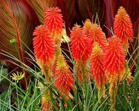 Kniphofia Torch Lily Mix Color Bulb