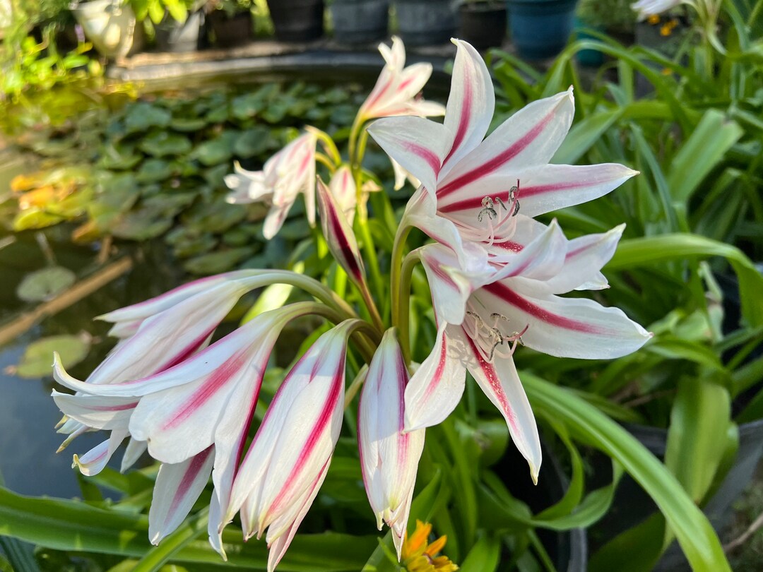 Crinum Lily Bulbs