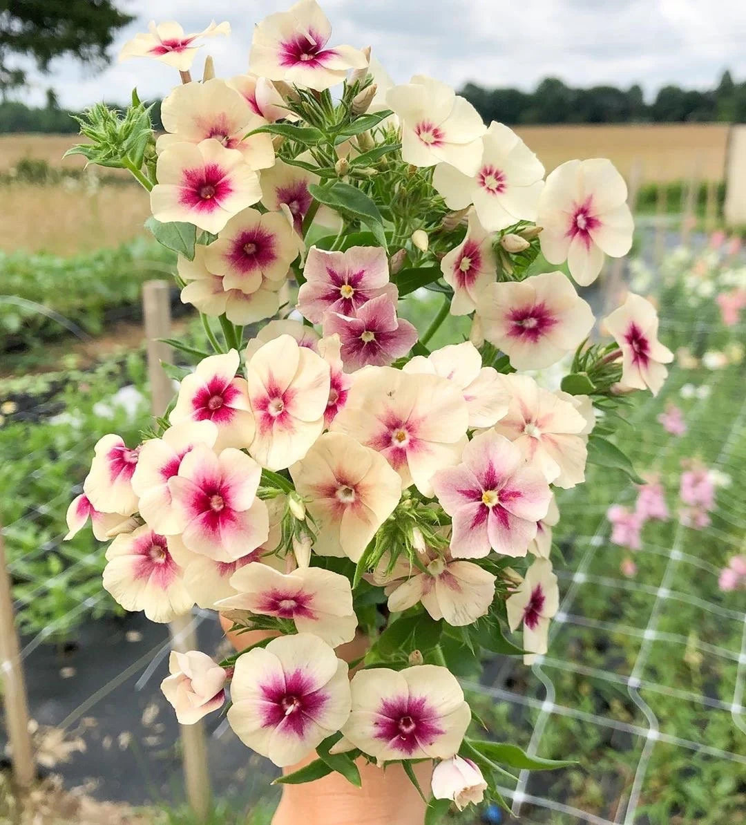 Cherry Caramel – Phlox Seed