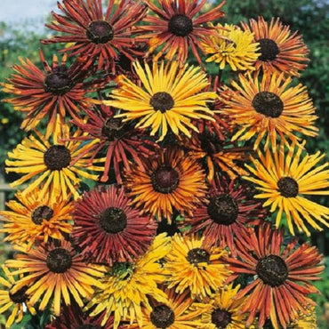 Chim Chiminee Mix – Rudbeckia Seed