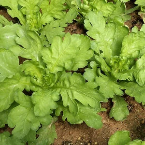 Garland- Large Round Leaf