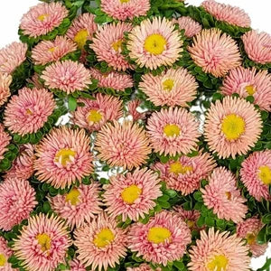 Matsumoto Apricot – Film-Coated China Aster Seed