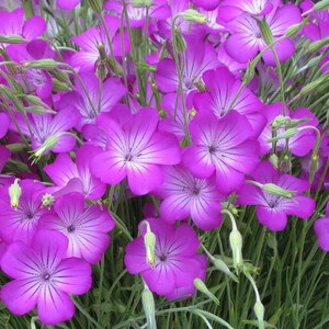 Purple Queen – Agrostemma Seed