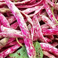 Borlotti Bean- Inferno