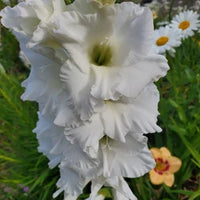 Pacifica White Bulb