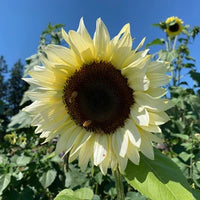 Yellow Sunflower with Black Heart Seeds