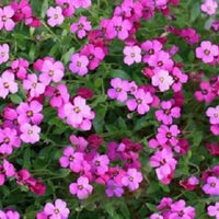 Aubretia Pink