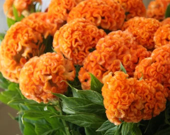 Orange Queen Improved – Celosia Seed