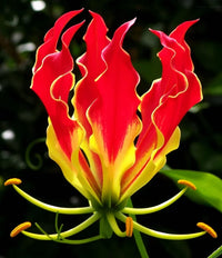 Gloriosa Superba Seeds