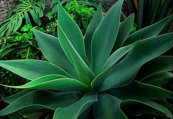 Agave- Foxtail