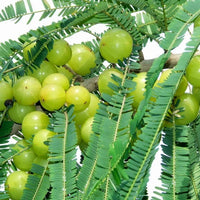 Phyllanthus Emblica, Amla - Seeds