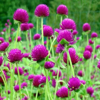 Audray Purple-Red – Gomphrena Seed