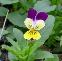 Helen Mount – Viola Seed