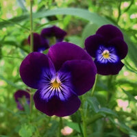 Viola- King Henry