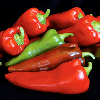 Capsicum- Bull Horn Red