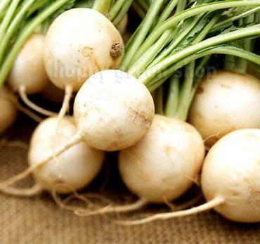 Radish White Round Organic Vegetable Seeds