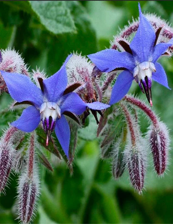 Borage