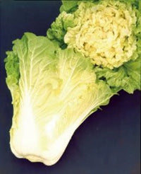 Cabbage, Chinese- Spring Doll F1