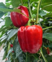 Ace – Bell Pepper Seed