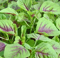 Amaranth- Red Leaf