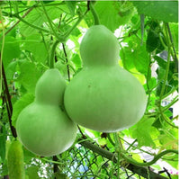 Bottle Gourd Type Latu Vegetable Seeds