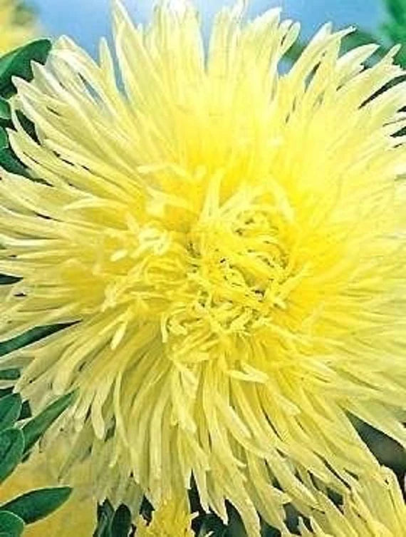 Aster- Ostrich Yellow Feather