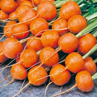 Carrot- Mercado De Paris