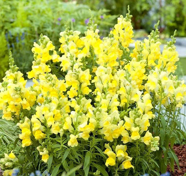 Orleans Early Lemon Yellow – Snapdragon Seed