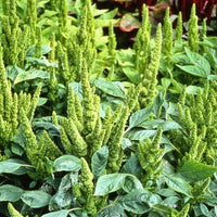 Amaranth- Green Thumb