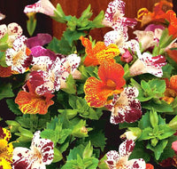 Tiger Monkey Flower- Mix