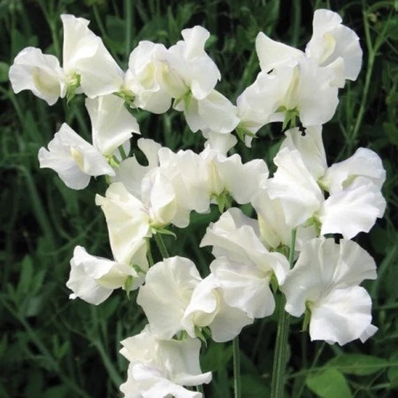 Royal Wedding – Sweet Pea Seed