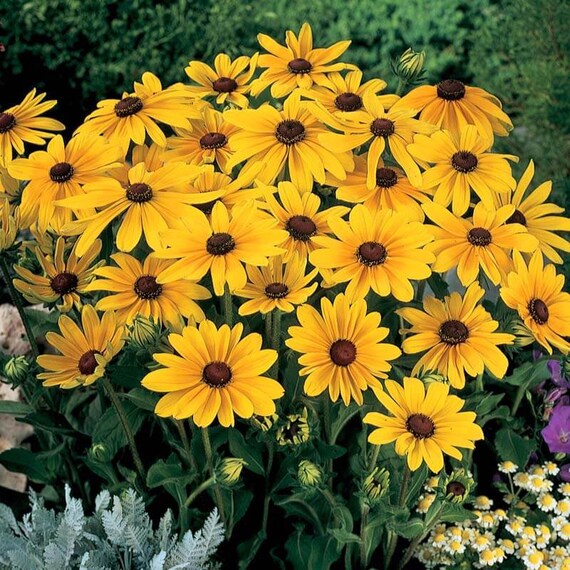 Indian Summer – Rudbeckia Seed