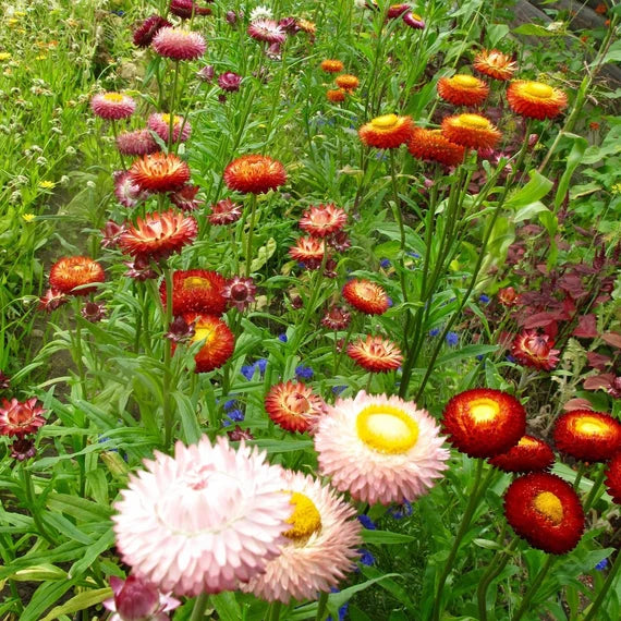 Sultane Mix – Strawflower Seed