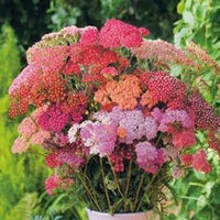 Red Shades – Yarrow Seed