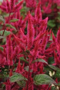 Celway Red – Celosia Seed