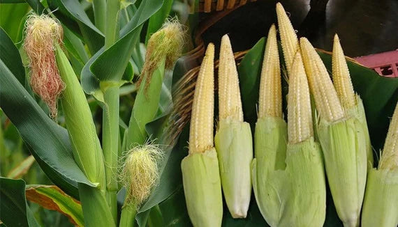 Baby Corn Hybrid Vegetable Seeds