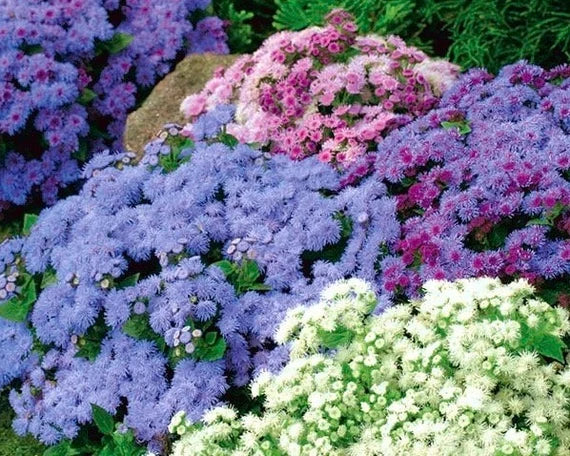 Ageratum Hawaii Mixed Color Seeds