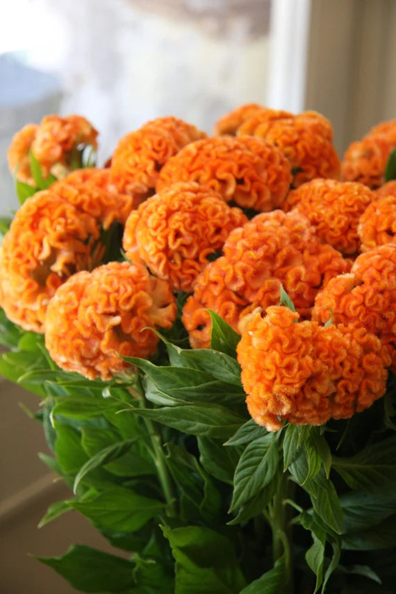 Orange Queen Improved – Celosia Seed